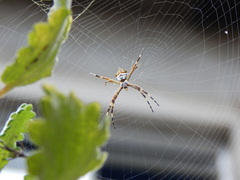 Argiope argentata