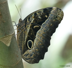 Caligo beltrao