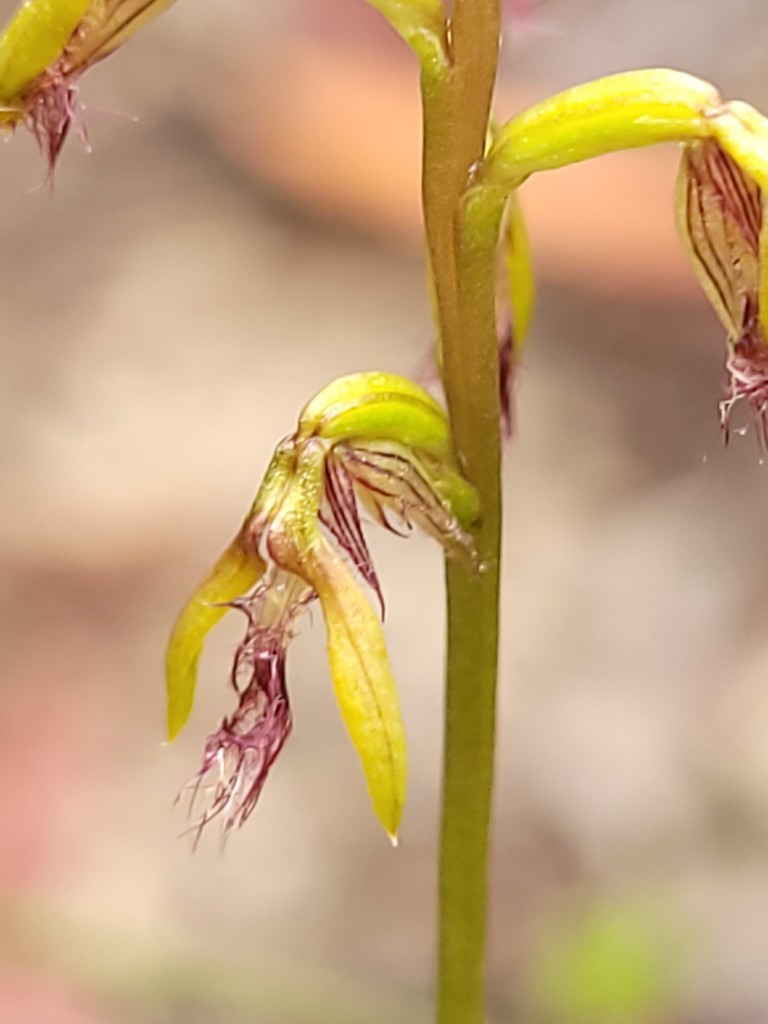 Genoplesium fimbriatum