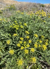 Lomatium insulare