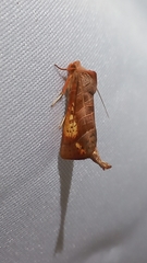 Marthula multifascia