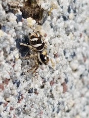 Salticus scenicus