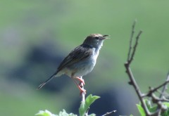 Cisticola lais