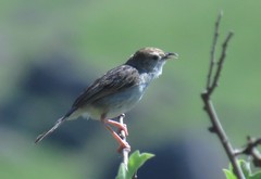 Cisticola lais
