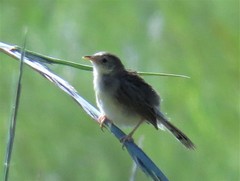 Cisticola tinniens