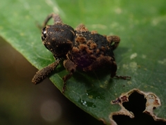 Methidrysis afflicta