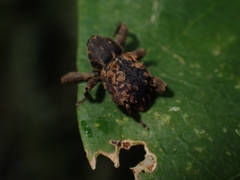 Methidrysis afflicta