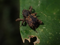 Methidrysis afflicta