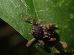 Methidrysis afflicta