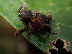 Methidrysis afflicta