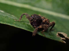 Methidrysis afflicta