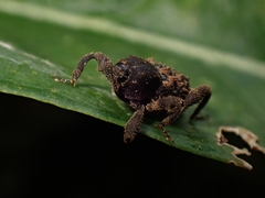 Methidrysis afflicta