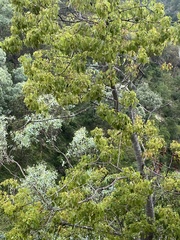 Brachychiton populneus