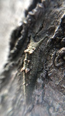 Hestina assimilis