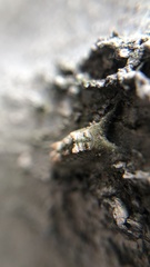 Hestina assimilis