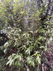 Quercus salicina