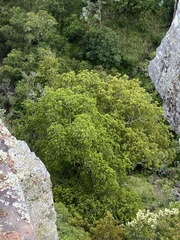 Brachychiton populneus