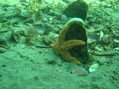 Uniophora granifera
