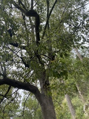 Brachychiton populneus