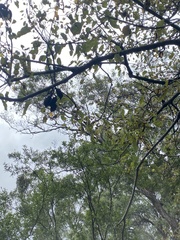 Brachychiton populneus