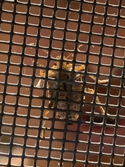 Podisus serieventris