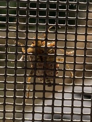 Podisus serieventris