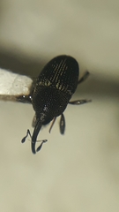 Geraeus