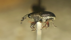 Geraeus