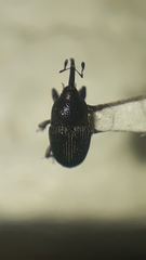 Geraeus