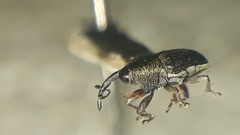 Geraeus