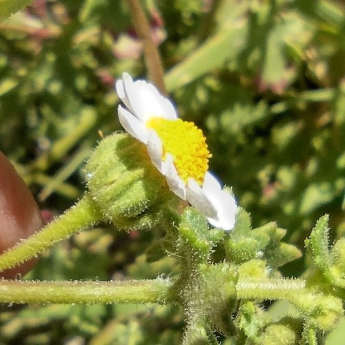 Perityle emoryi