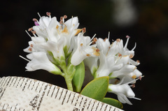 Veronica subfulvida