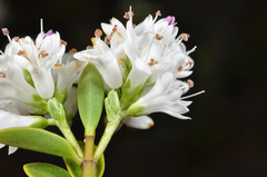 Veronica subfulvida