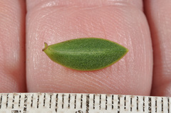 Veronica subfulvida