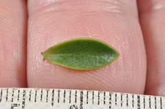 Veronica subfulvida