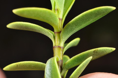 Veronica subfulvida