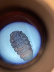 Cuterebra emasculator