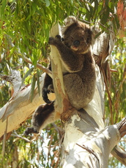 Phascolarctos cinereus