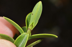 Veronica subfulvida