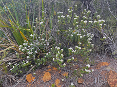 Veronica subfulvida