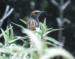 Sphenoeacus afer natalensis