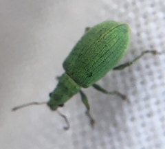 Polydrusus planifrons