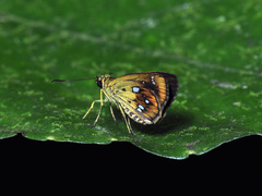 Scobura woolletti