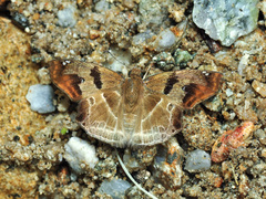 Odontoptilum angulata
