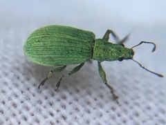 Polydrusus planifrons