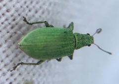 Polydrusus planifrons