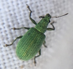 Polydrusus planifrons