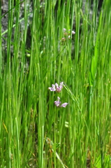 Plectritis congesta brachystemon