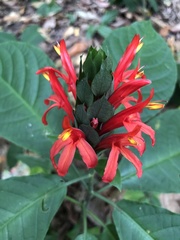 Pachystachys spicata