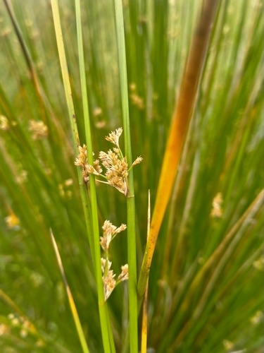 Juncus edgariae (Juncus edgariae)
